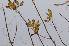Fraxinus americana