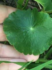 Hydrocotyle umbellata