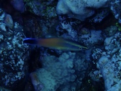 Labroides rubrolabiatus