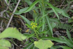 Verbesina virgata