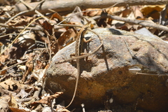 Sceloporus siniferus