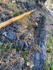 Morchella tomentosa