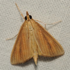 Nascia acutellus