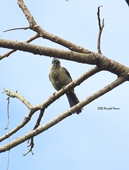 Machlolophus aplonotus