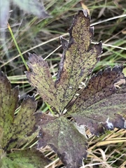 Anemone virginiana