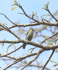 Machlolophus aplonotus