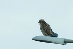 Buteo jamaicensis