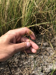 Cyperus polystachyos