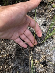 Cyperus polystachyos