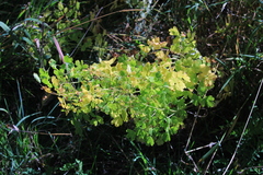 Thalictrum fendleri
