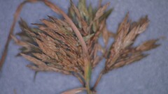 Cyperus polystachyos