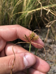 Cyperus polystachyos