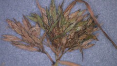 Cyperus polystachyos