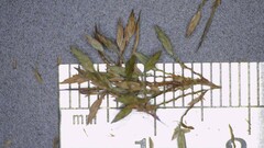 Cyperus polystachyos