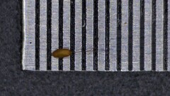 Cyperus polystachyos