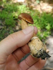Gyroporus