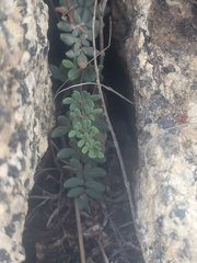 Pellaea andromedifolia