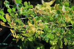 Thalictrum fendleri