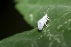 Coniopteryginae