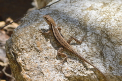 Sceloporus siniferus