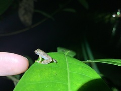 Diasporus diastema
