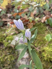 Gentiana decora
