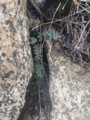 Pellaea andromedifolia