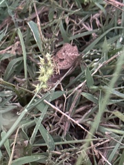 Cenchrus echinatus