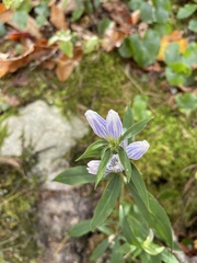 Gentiana decora