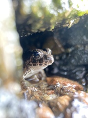 Fejervarya kawamurai