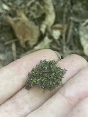 Fissidens dubius
