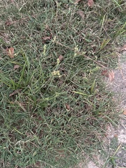 Cenchrus echinatus