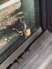 Curculio glandium