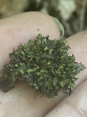 Fissidens dubius