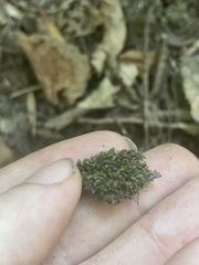 Fissidens dubius