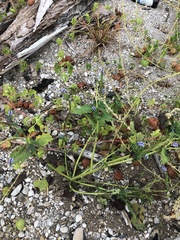 Heliotropium indicum