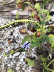 Heliotropium indicum