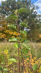 Pyrus calleryana