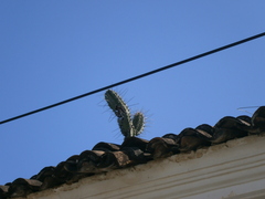 Stenocereus laevigatus