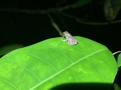 Diasporus diastema
