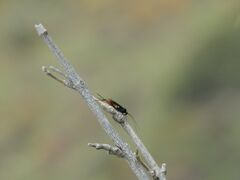 Cryptinae