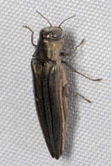 Agrilus macer