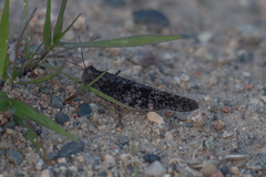 Trimerotropis verruculata
