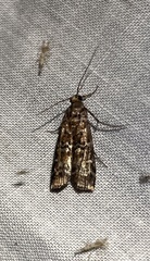 Argyrotaenia tabulana
