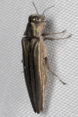 Agrilus macer