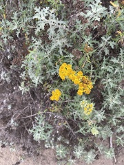 Eriophyllum staechadifolium