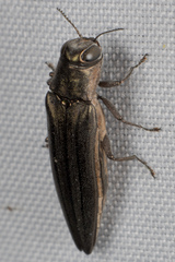 Agrilus macer