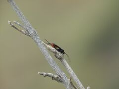 Cryptinae