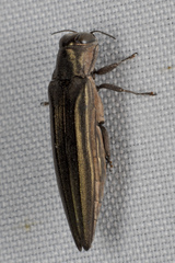 Agrilus macer