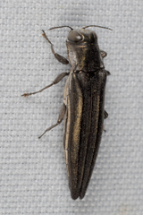 Agrilus macer